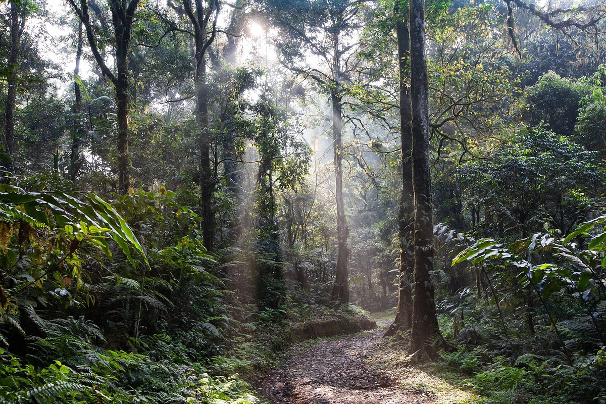 Trekking Through Manu Reserve Jungle: An Adventure Of A Lifetime