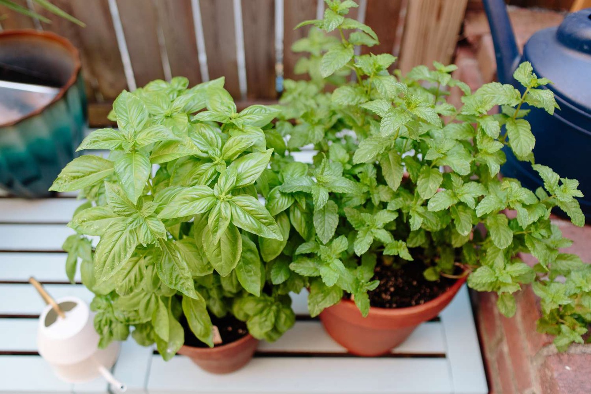 The Top 10 Herbal Plants to Use for Your Herb Garden