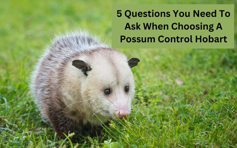 5 Questions You Need to Ask When Choosing a Possum Control Hobart