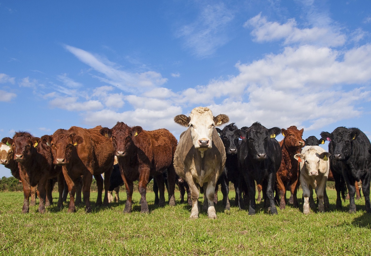 Protect Your Livestock Investment with Livestock Insurance in Pakistan