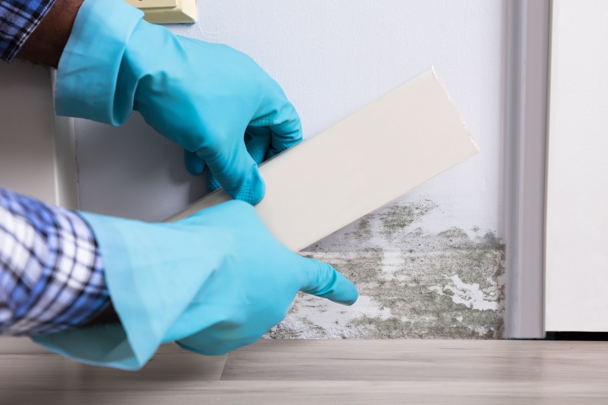 Benefits of Hiring a Mold Testing Service near Me Instead of DIY Testing