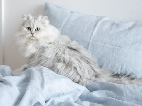 How Can I Keep My Persian Cat Healthy?