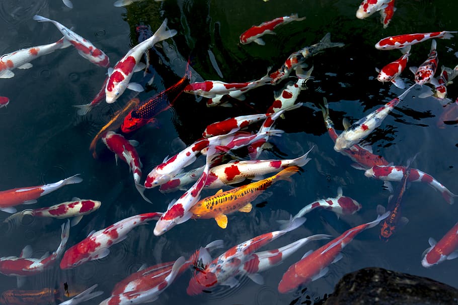 How to distinguish between different types of koi fish?