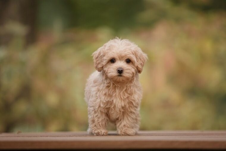 What Is The Average Lifespan Of A Maltipoo?