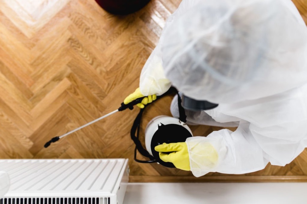 Why DIY Pest Control is Not Always Effective: The Benefits of Hiring a Professional