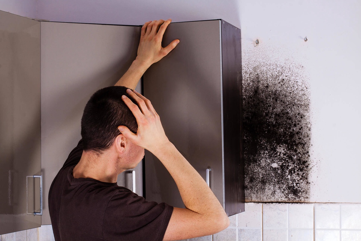 All You Need to Know About Mold Remediation Services