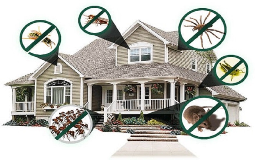 Say Goodbye To Mosquitoes With Alliance Pest Control - The Best Mosquito Pest Control In Kopar Khairane