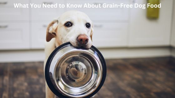 What You Need to Know About Grain-Free Dog Food