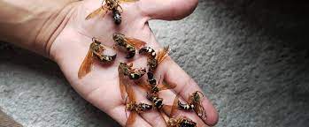 Say Goodbye to Bees Infestation with Reliable Control Services in Adelaide