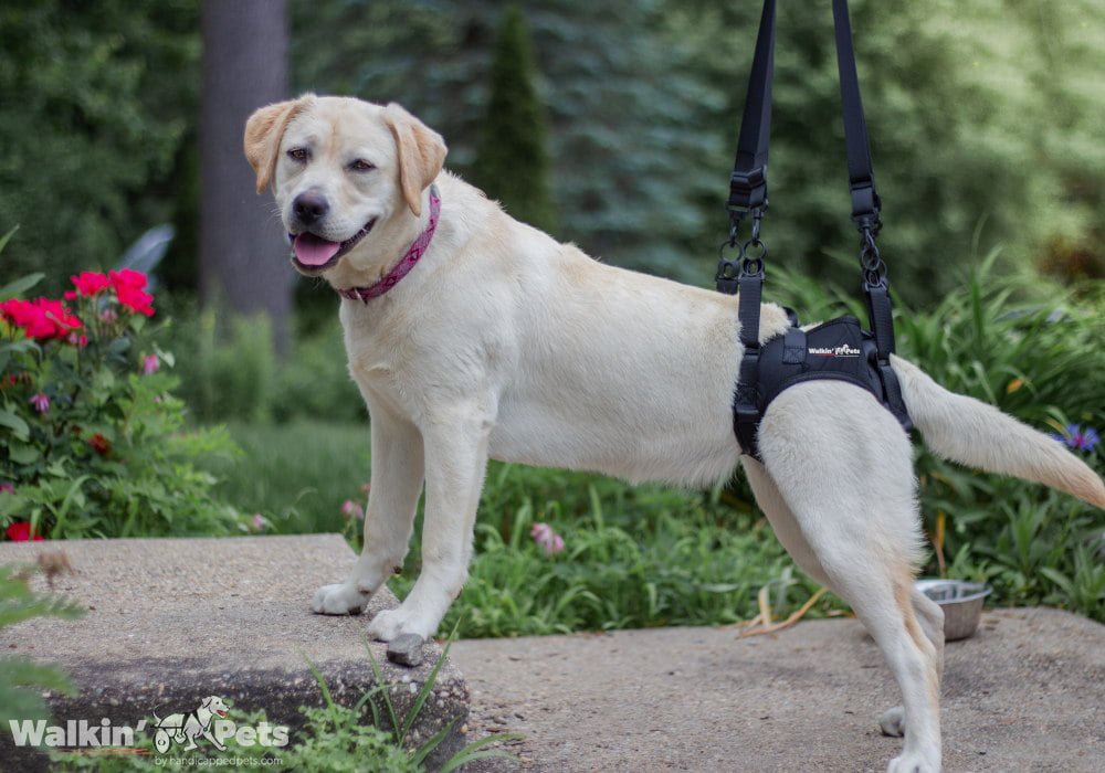 Top 10 Most Effective & Useful Reasons To Consider Getting A Rear-lift Harness For Your Dog