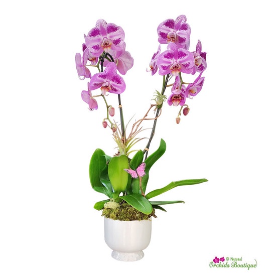 Incorporate Orchids into Your Mother's Day Celebration: From Decorations to Gifts