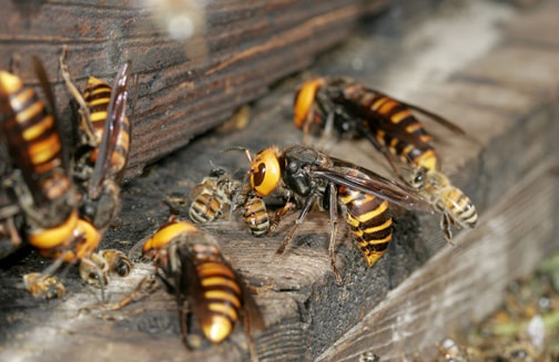 The Dangers of DIY Wasp Removal: Why You Should Leave It to the Professionals