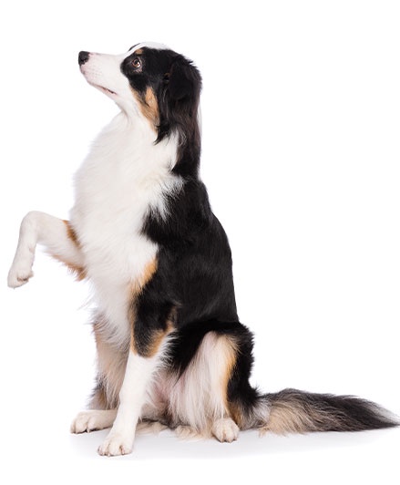 Why All Pet Owners Should Consider Pet Training