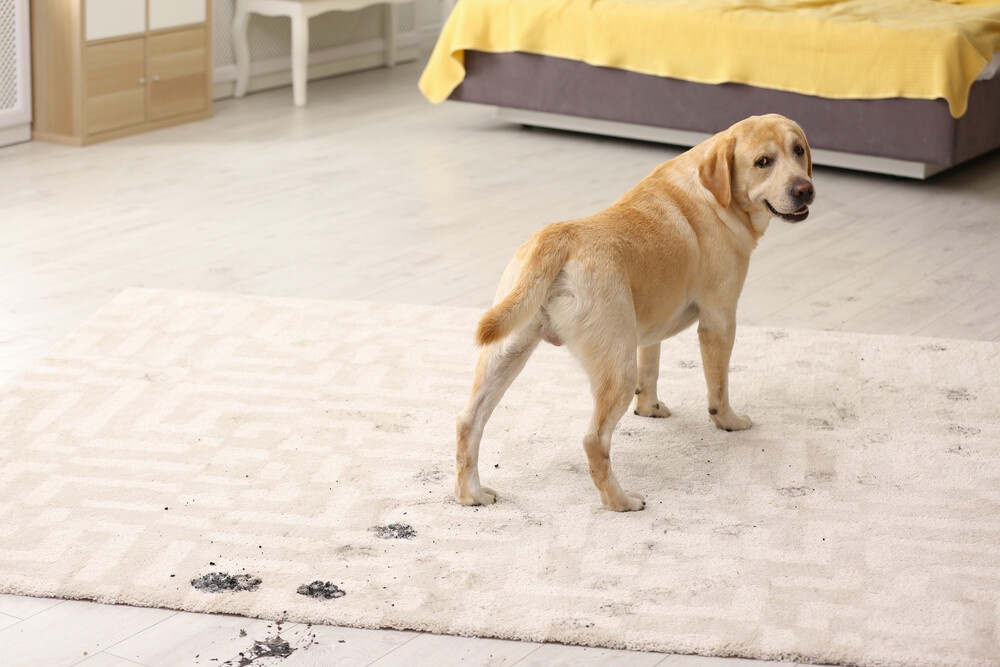 Tips for Maintaining Your Carpet When You Have Cats