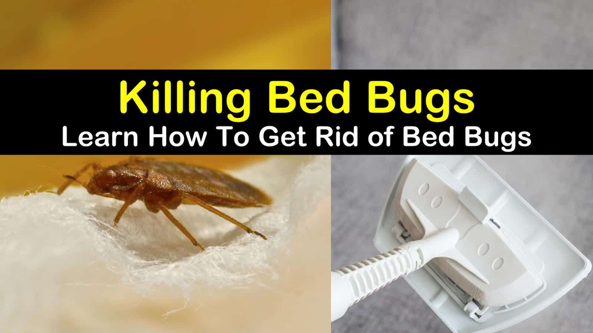 A Beginner's Guide To Heat Treatments for Bed Bugs