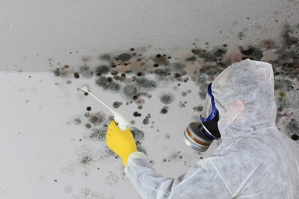 Mildew Removal In Greenville: What You Need To Know