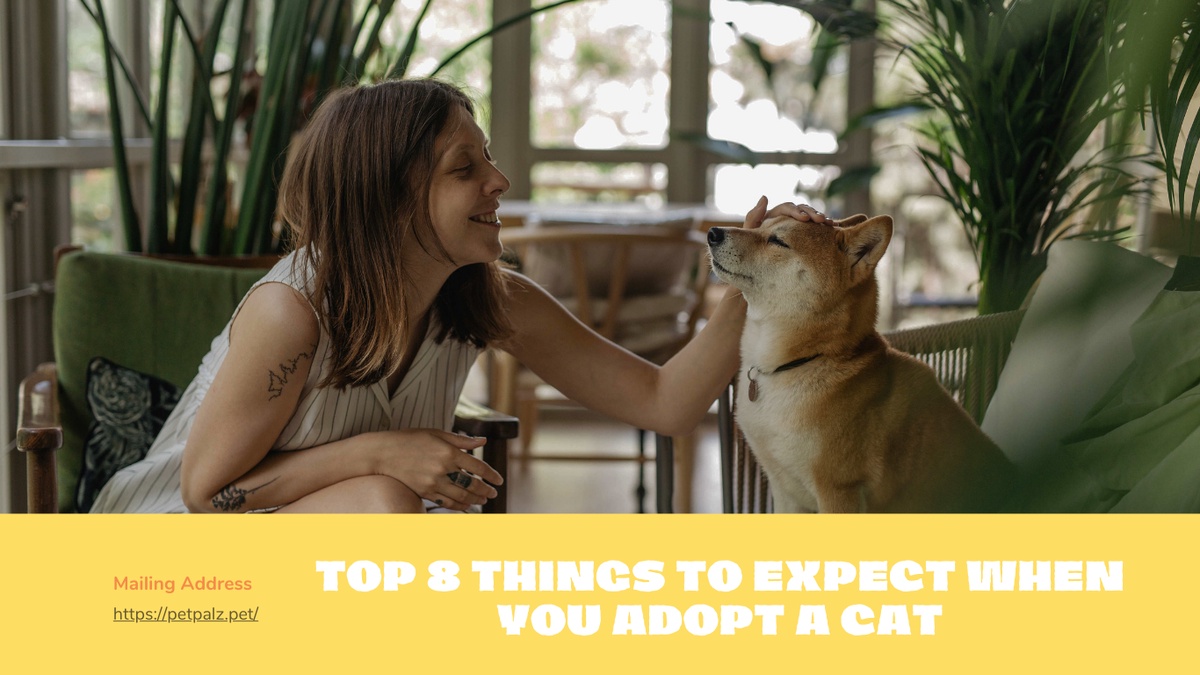 Top 8 Things to Expect When You Adopt a Cat