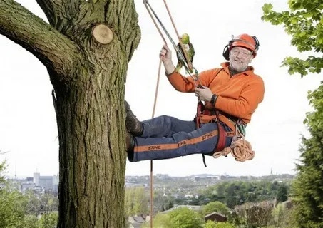 Transforming Belfast's Green Spaces: Trust the Expertise of Belfast Tree Surgeons