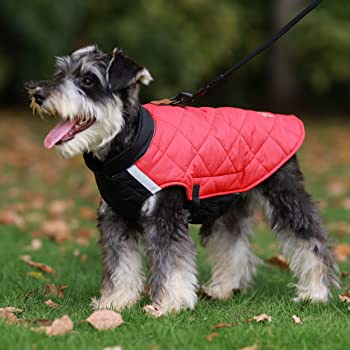 What are some advantages of using full body dog clothes?