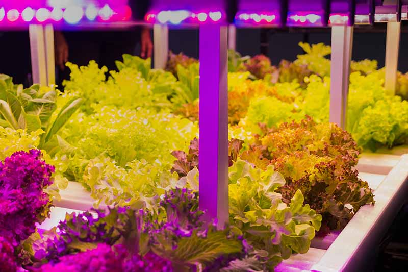 The 6 Best Grow Lights For Optimal Vegetative Growth In 2023