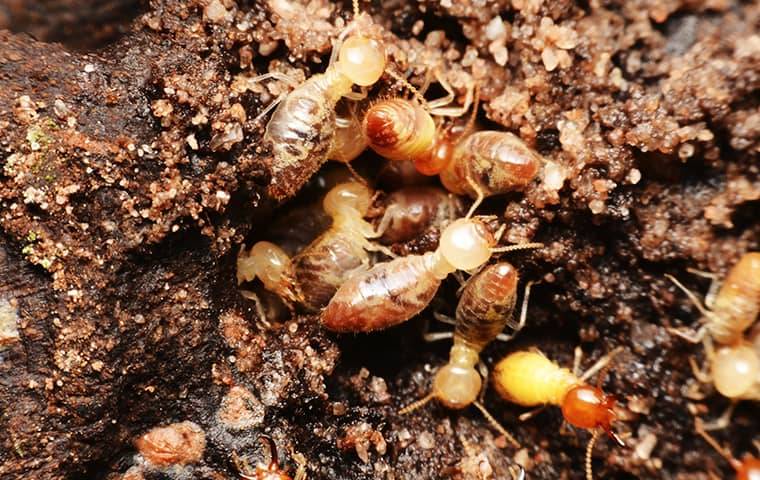 Effective Termite Services Tampa | Protect Your Property from Termites