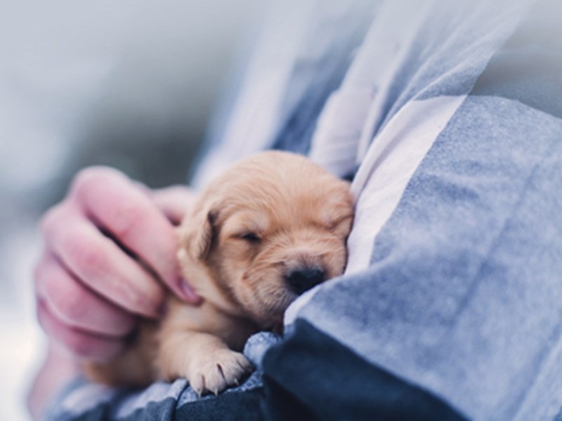 Tips for Finding Healthy Puppies for Sale