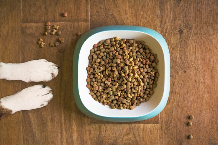The Importance of a Slow Transition to New Dog Food