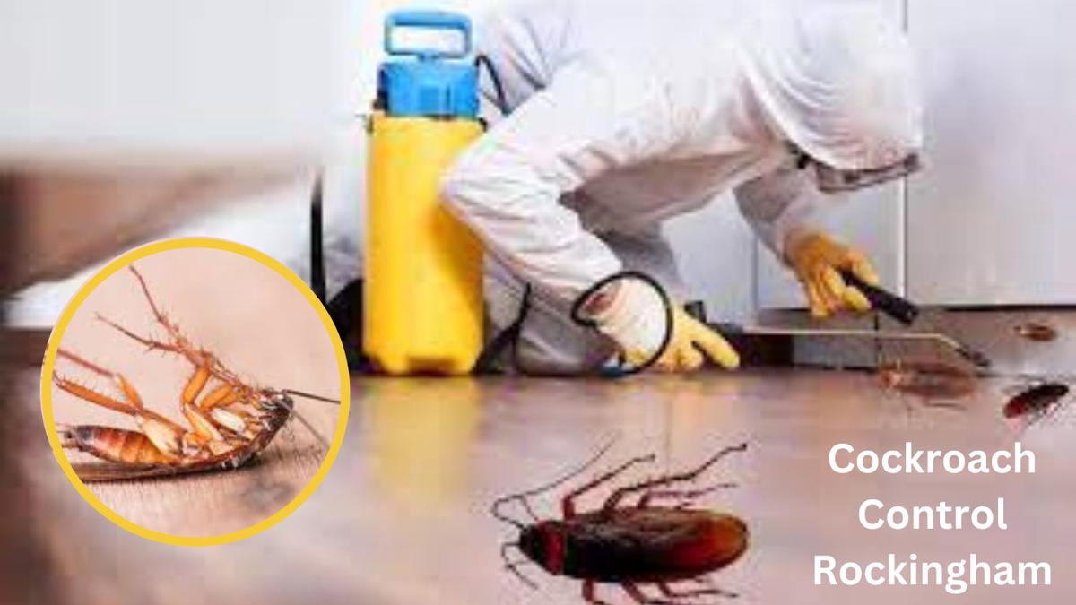 Understanding the Risks of Cockroach Infestations and How to Prevent Them