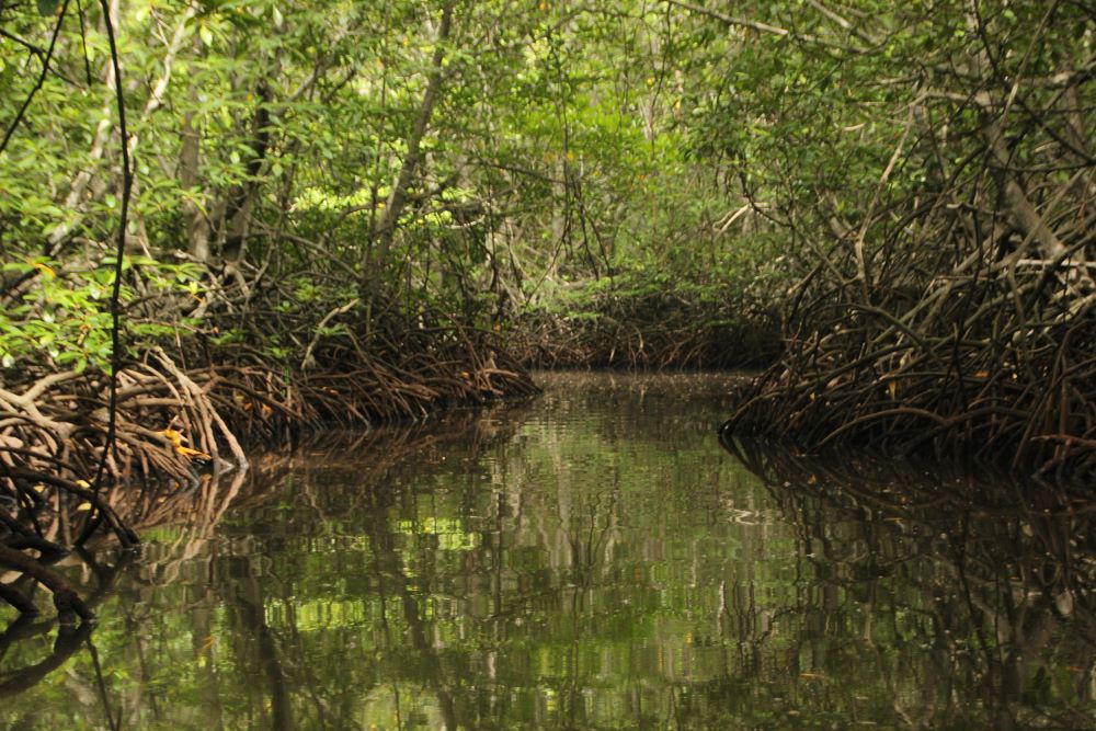 Get To Know The Hidden Places In Goa - The Mangroves