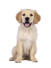 Unveiling the Beauty of Cream Golden Retriever Puppies: Your Path to Pure Delight