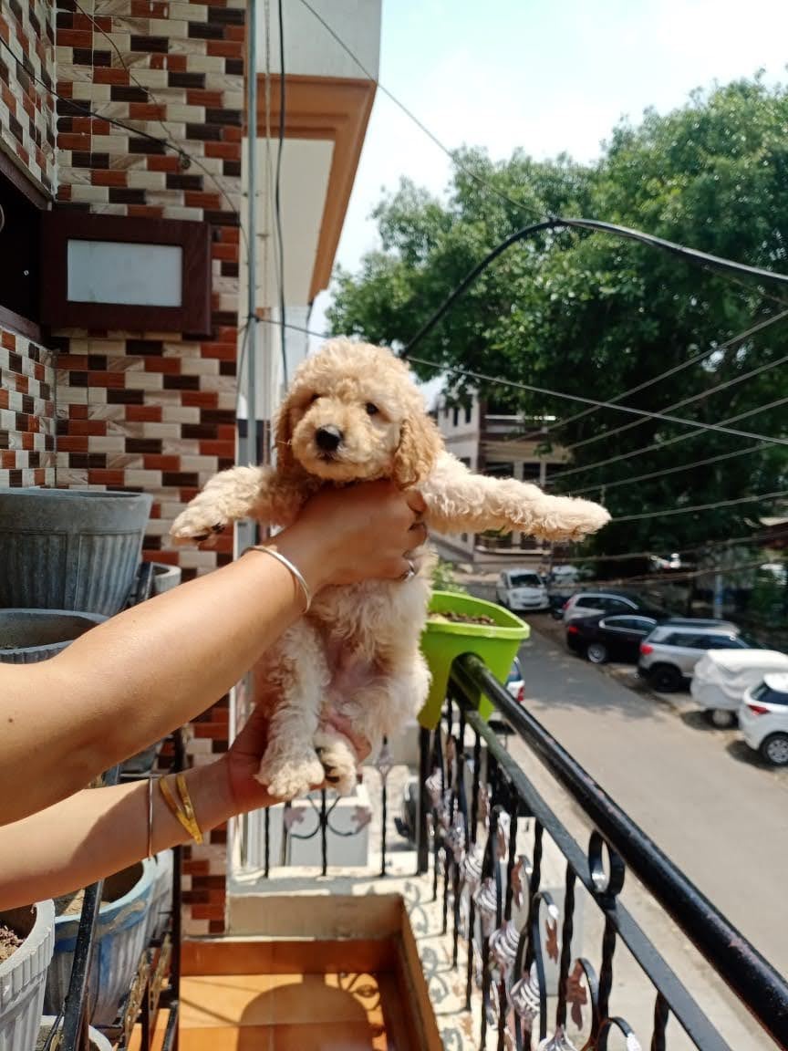 The Best Golden Doodle Puppies for Sale in Pune – Breed n Breeder