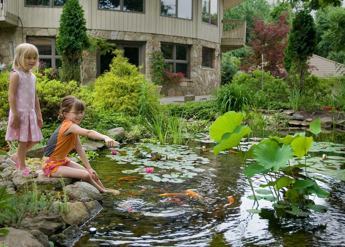 Make Your House Beautiful by Installing Pond in Your Backyard