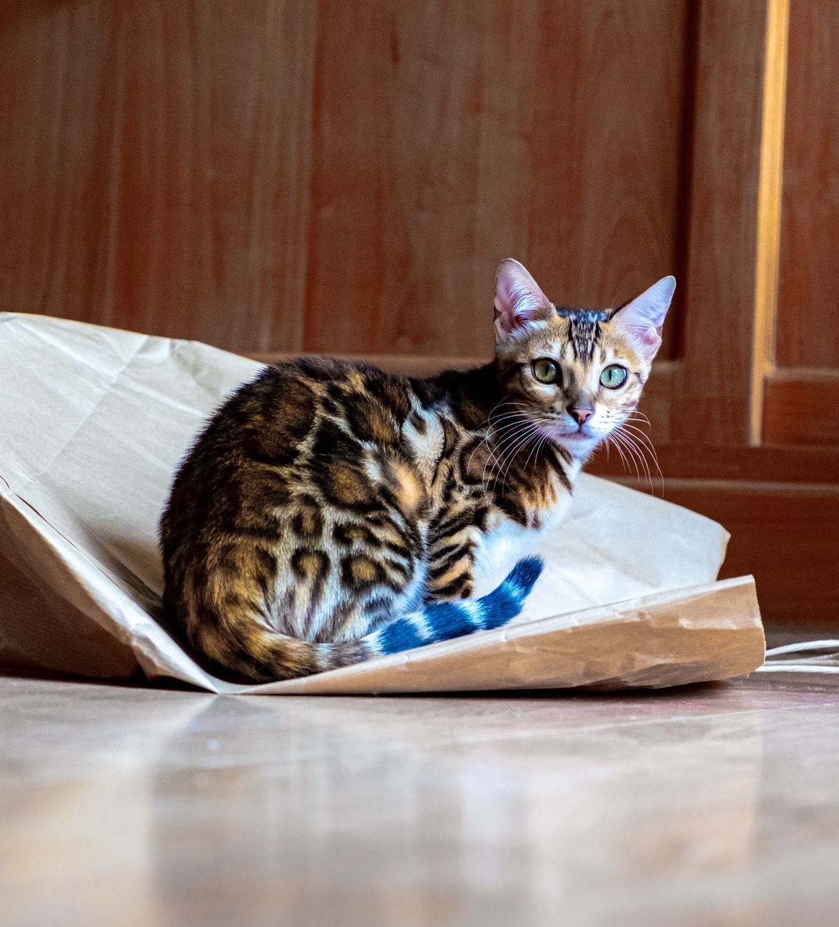 Bengal Cat for Sale: Unraveling the Fascinating History of the Bengal Cat