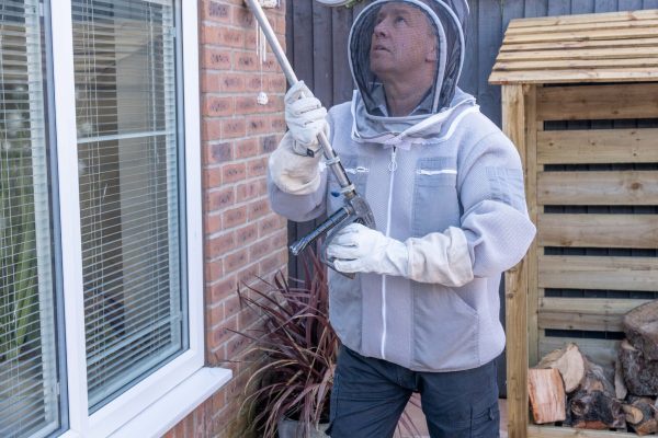 Harrogate's Battle with Wasps: Innovative Solutions for a Wasp-Free Future