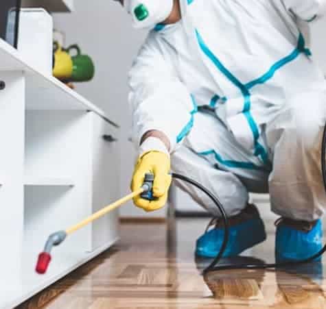 How to Find the Best Pest Control Company for Your Needs