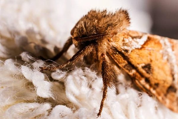 10 Natural Solutions to Moth Control in Wetherby Homes