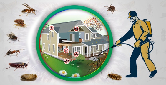 "Effective Pest Control Solutions: Termite Control Services in Lahore and Fumigation Services in Islamabad"