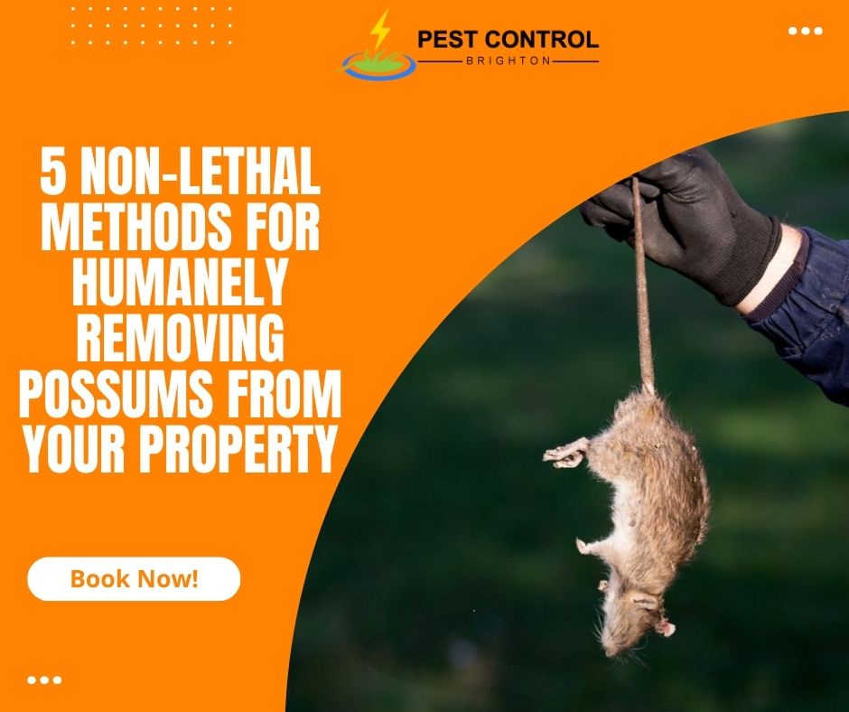 5 Non-Lethal Methods for Humanely Removing Possums from Your Property