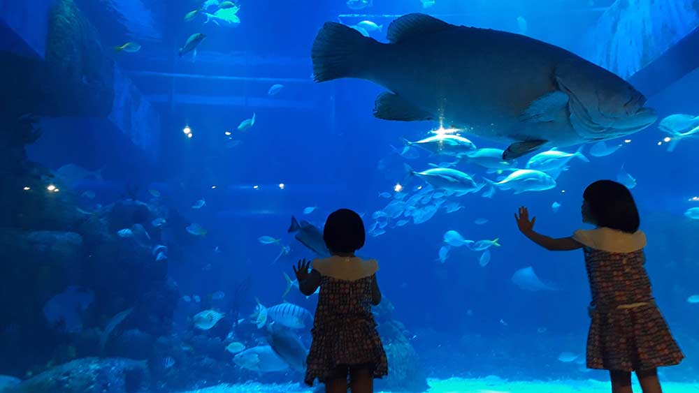 Jakarta Aquarium & Safari: Exploring the Wonders of the Underwater and Wildlife Realms
