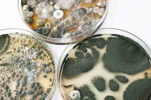 The Importance of Professional Mold Testing: Ensuring a Healthy Environment for Commercial Buildings