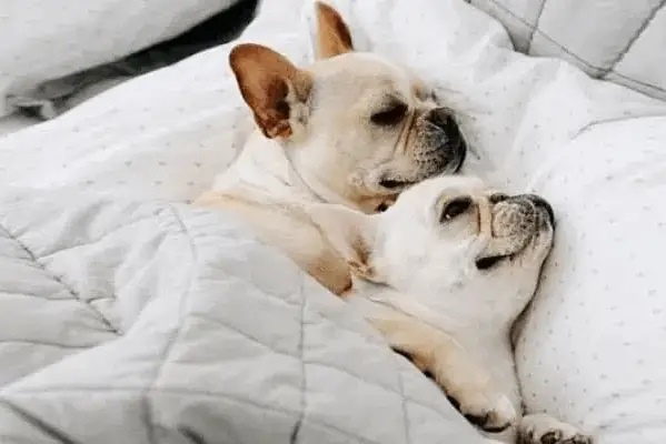 The Importance of French Bulldog Breed Standards