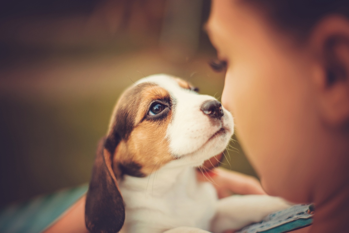 Fostering Dogs: Making a Difference Through Temporary Care