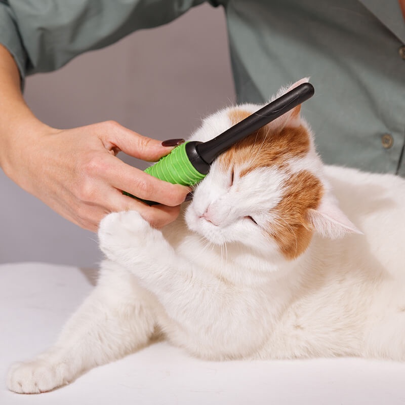 The Benefits of Professional Cat Grooming Services