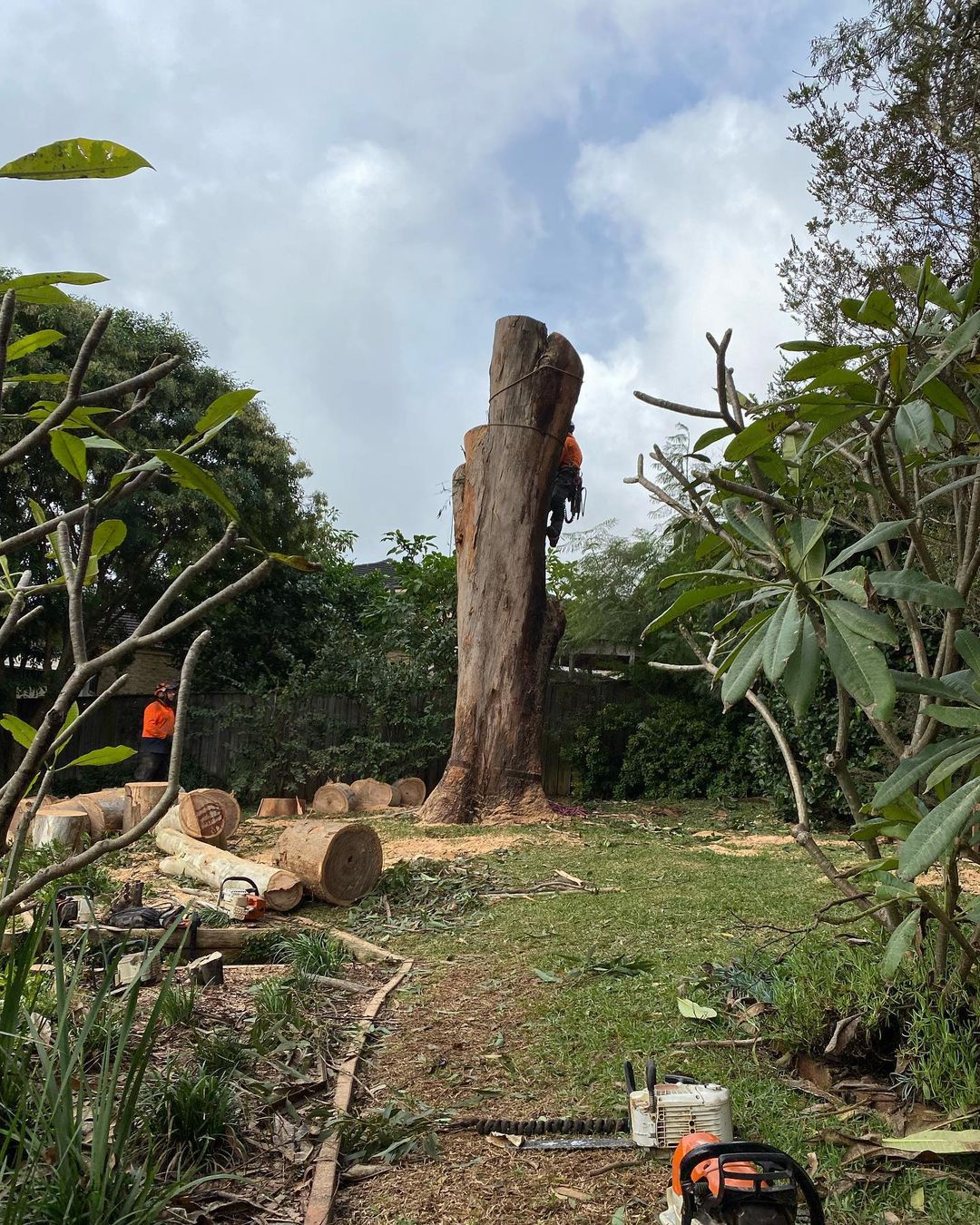 The Hidden Dangers: Why Tree Services Bellevue Hill Are Crucial