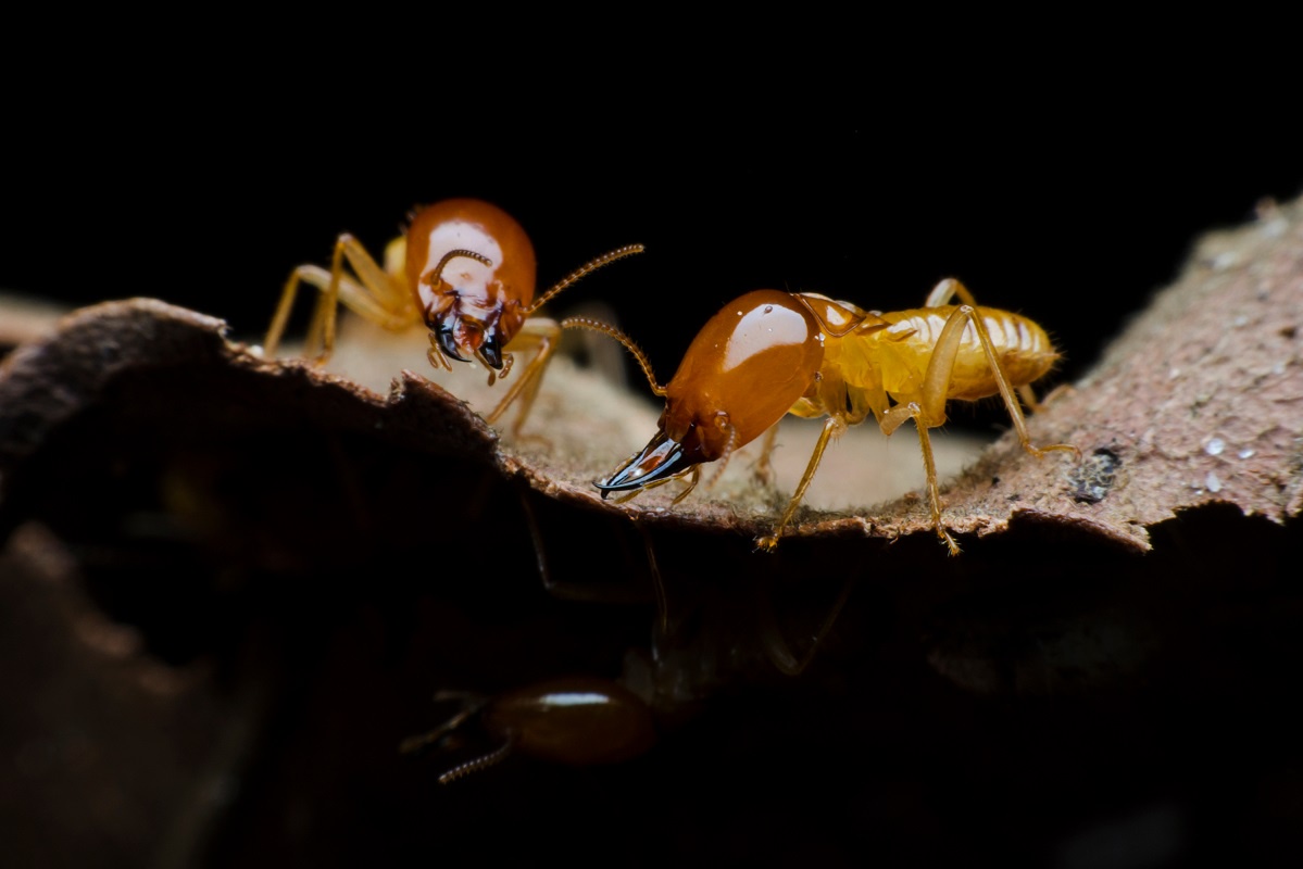 Importance of Doing Termite Inspection