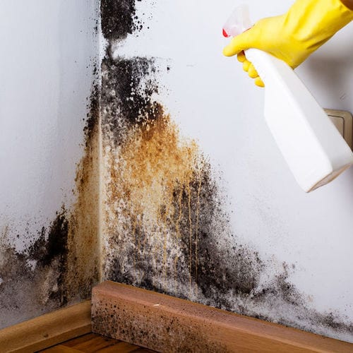 Do I Need Professionals To Get Rid Of Mold?