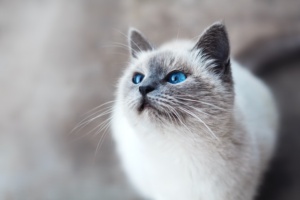 10 Reasons Why Cats Make the proper home partners
