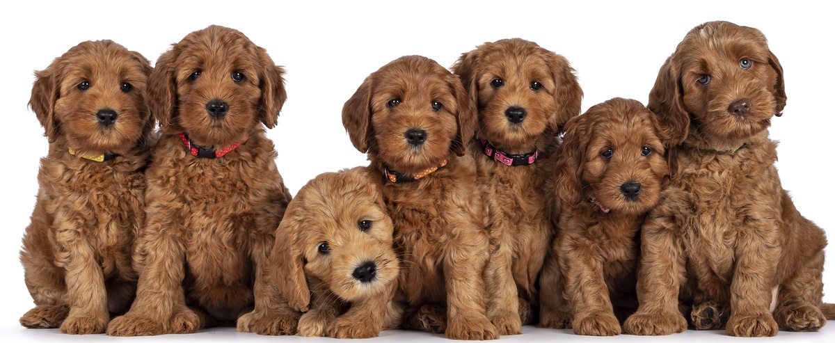 Goldendoodle Breeders in CT: Finding Your Perfect Companion
