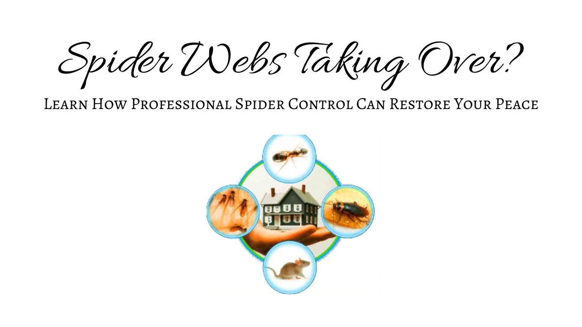 Spider Webs Taking Over? Learn How Professional Spider Control Can Restore Your Peace