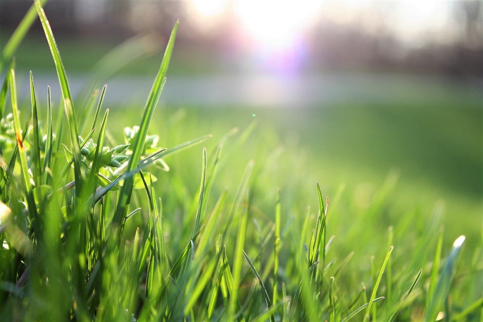 What are the benefits of using organic lawn fertilizer and how do I apply it?
